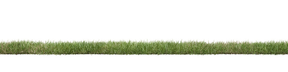 green grass isolated on transparent background. 3d render.