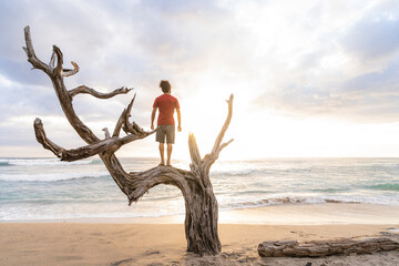 Poster - Horizontal of a man enjoying a beautiful sunset standing on a dry tree trunk in the middle of the beach. 