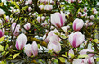 An image of magnolia branches with bright pink flowers on the backdrop of a city park for use as a background for a website or computer screen and etc., as well as various printing purposes