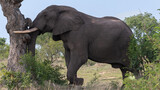 Fototapeta  - Loxodonta africana - African bush elephant - African savanna elephant - Éléphant de savane d'Afrique - Éléphant de savane - Elephant africain