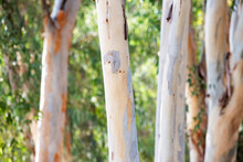 Eucalyptus Tree As Natural Background And Texture