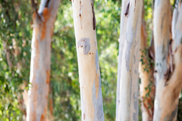 eucalyptus tree as natural background and texture