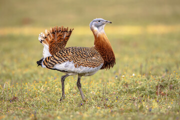 Wall Mural - Great Bustard Walking in Grassland