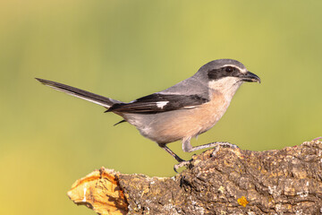 Wall Mural - Iberian Grey Shrike on bright background