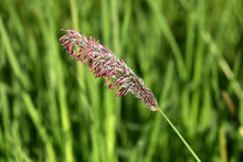 Flower Of Alopecurus Pratensis, Grass, Close-up View On Natural Background