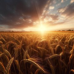 Poster - An image of a wheat field at sunrise, with soft rays of light filtering through the waving wheat ears, creating a serene and ethereal scene.  Generative AI technology.