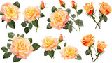 Fototapeta Kwiaty - Zestaw izolowanych róż na przezroczystym tle, AI generated.