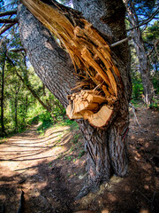 Poster - Pfad durch den Wald