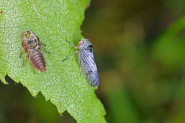 Wall Mural - Leafhopper which developed on a birch leaf shortly after metamorphosis. Visible moult from the last larval stage.