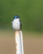 A Tree Swallow in Alaska Perched on a Metal Pole
