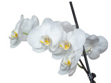 Fototapeta Storczyk - Storczyk, orchidea, zdjęcie z bliska. Biały piękny kwiat. Zdjęcie makro. Prezent urodzinowy.