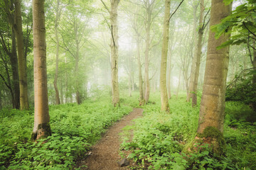 Wall Mural - A nature walking trail through ethereal, atmospheric forest scenery with moody woodland fog and mist on a summer morning in Aberdour, Fife, Scotland, UK.