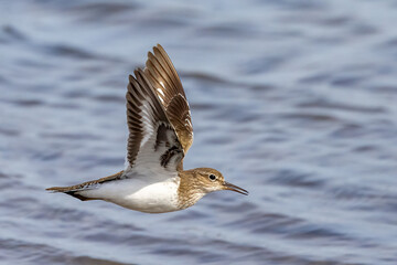 Poster - Common sandpiper