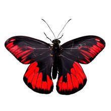 Beautiful Butterfly Isolated.Atrophaneura Pandiyana.Moth.red Black Butterfly. AI Generation
