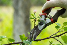 Gardener Pruning Trees With Pruning Shears On Nature Background.