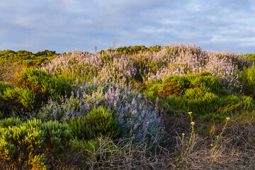 Green trees, bushes, and wildflowers in bloom. Colony of Silvery Lupine (Lupinus argenteus), beautiful the pea-like blue wildflowers in bloom, and the cloudy sky
