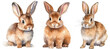 © Flowal93 - Collection of three watercolour paintings of brown cute rabbits isolated on white background, animal clipart bundle