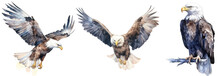 Collection Of Three Watercolour Paintings Of Bald Eagles Isolated On White Background As Transparent PNG, Generative AI Animal Bundle