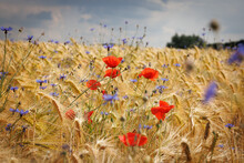 Red Poppies And Blue Cornflowers Stand In A Cornfield