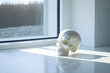 white skull placed on a windowsill. Generative AI
