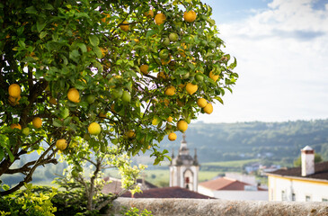 Lemon tree in the sun in the city of Obidos in Portugal