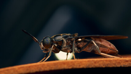 Details of a Soldier Fly perched on an orange surface. Hermetia illucens