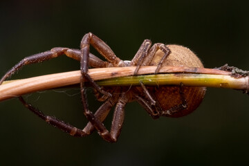 Poster - Crab Spider Xysticus ulmi, Close-up of a female crab spider (Xysticus ulmi) in a threatening position. The venomous spider is not dangerous to humans, a hunter spider.