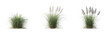 Set of Cortaderia selloana Pumila grass or dwarf pampas grass isolated png on a transparent background perfectly cutout high resolution