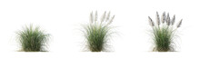 Set Of Cortaderia Selloana Pumila Grass Or Dwarf Pampas Grass Isolated Png On A Transparent Background Perfectly Cutout High Resolution