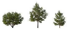 Set Of Pinus Sylvestris Scotch Pine Bush Shrub And Trree Isolated Png On A Transparent Background Perfectly Cutout Pine Pinaceae Dwarf Mountain Pine Baltic Pine Fir