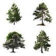© SynthArt BWG - set of four trees, Generative AI
