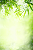 Nature of green bamboo leaf in garden at summer. Natural green leaves plants using as spring background cover page greenery environment ecology lime green wallpaper