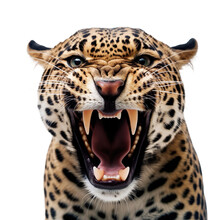 Front View Of Ferocious Looking Jaguar Animal Looking At The Camera With Mouth Open Isolated On A Transparent Background 