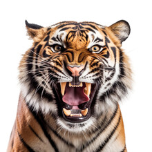 Front View Of Ferocious Looking Tiger Animal Looking At The Camera With Mouth Open Isolated On A Transparent Background 