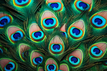 Background Created From Amazing Colorful Peacock Feathers