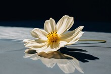 White Flower With Yellow Petals On Surface, Petal Shadows. Generative AI