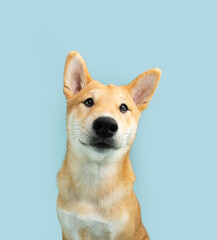 Wall Mural - Portrait cute shiba inu puppy dog looking at camera smiling. Isolated on blue pastel background