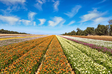 Poster - The flowers are planted in stripes