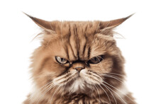 Grumpiness Cat On Transparent Background, AI