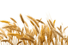 Transparent Background Wheat Field Illustration, AI