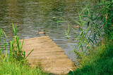 Fototapeta Pomosty - Drewniany pomost zbudowany nad taflą eziora i pływająca po wodzie kaczka krzyżówka 