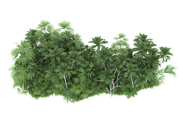 Wall Mural - Tropical forest isolated on transparent background. 3d rendering - illustration