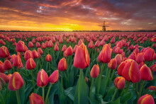 Vibrant Red Tulips And A Dutch Windmill Paint A Breathtaking Sunset Scene. A Dutch Windmill Embraced By Red Tulip Fields At Dusk In The Netherlands