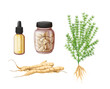 Shatavari set vector illustration. Cartoon isolated ayurvedic Asparagus racemosus plant and roots, shatavari oil in bottle and herbal remedy of Ayurveda medicine for healing female health disorders
