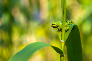 Wall Mural - Hyla arborea - Green tree frog on a stalk. The background is green. The photo has a nice bokeh. Wild photo