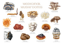 Medicinal Mushrooms Set. Watercolor Illustration. Hand Painted Medicinal Fungus Natural Elements. Lions Mane, Chaga, Reishi, Cordyceps, Maitake, Turkey Tail Mushroom Collection. White Background