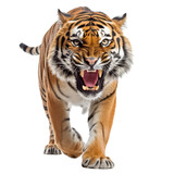 Fototapeta Zwierzęta - predatory tiger transparent background, png