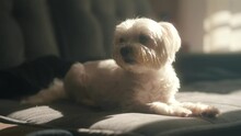 Adorable And Soft White Maltese With Dirty Mouth Laying Comfortably On A Couch While Enjoying The Sun Light