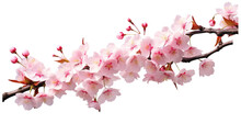 Beautiful Sakura For Decorative On Transparent Background. Generative Ai