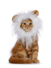 Majestic Red Maine Coon Cat Kitten, Sitting Up Facing Front Wearing Fake White Lion Manes. Looking Towards Camera. Isolated On A White Background.